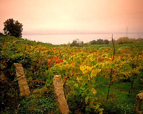 Misty autumnal morning in the vineyards of Castrelo   by the Rio Mino east of Ribadavia Galicia Spain    The river here has been widened by the building of a   hydroelectric dam downstream  DO Ribeiro