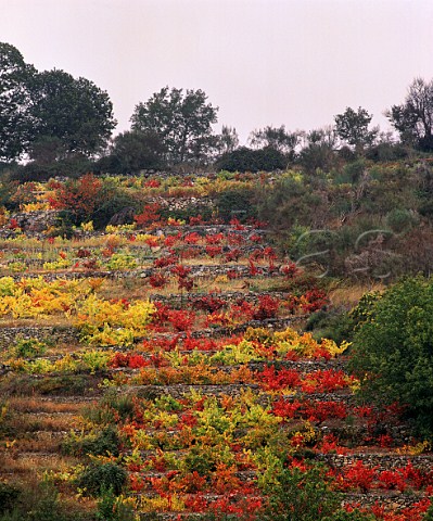 Old vineyard terraces near A Pobra de Trives Galicia Spain  Ribeira Sacra