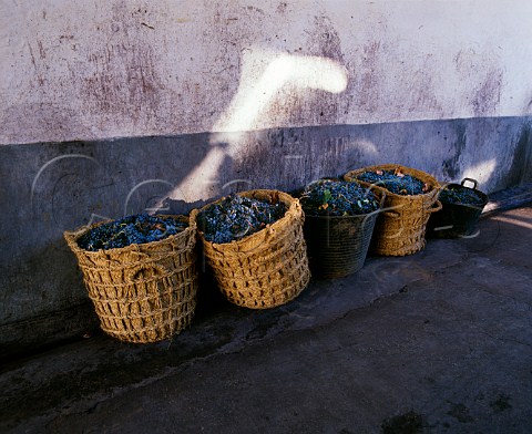 Baskets of harvested grapes at bodega   Valdepeas CastillaLa Mancha Spain   DO Valdepeas
