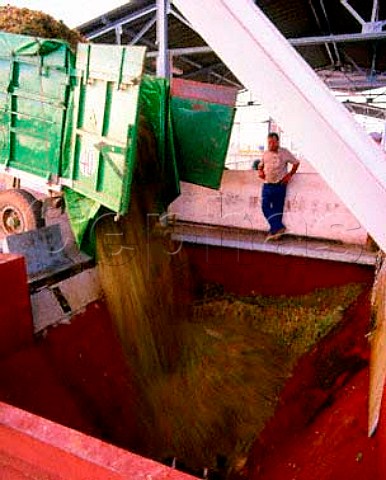 Unloading Airen grapes at bodega of Senorio de los   Llanos Valdepenas La Mancha Spain