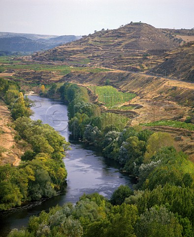 Vineyards and Poplar trees on the banks of the Rio   Ebro west of Cenicero La Rioja Spain Rioja Alta