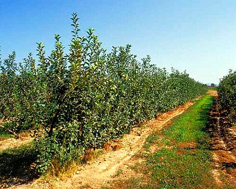 Apple trees trained on wires LArmentera Catalonia   Spain