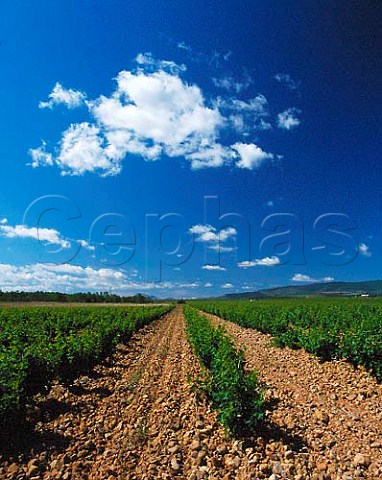 Garnacha vines in huge vineyard of Martinez Bujanda   near Ausejo La Rioja Spain  Rioja Baja