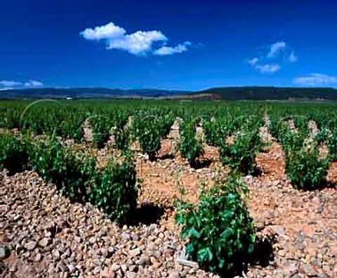 Garnacha vines on stoney soil in huge vineyard of   Martinez Bujanda near Ausejo La Rioja Spain       Rioja Baja