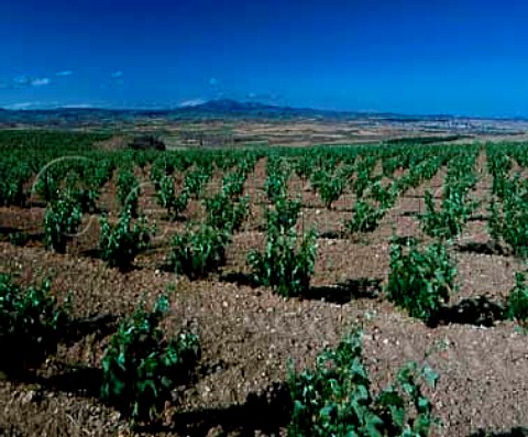 Vineyard of Bodegas Martinez Bujanda on one of the   flat topped hills common in this area near their   cellars at Oyon Spain  Rioja Alta