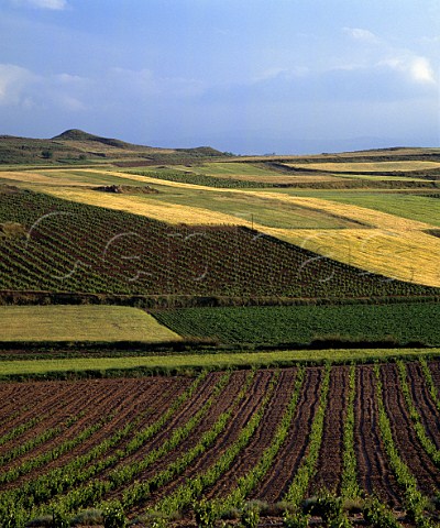 Vineyard landscape south of Cenicero La Rioja   Spain  Rioja Alta