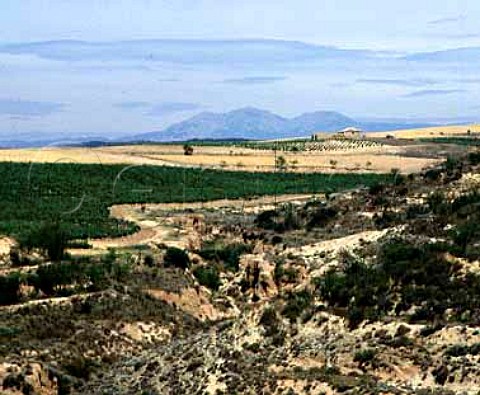 Vineyards of Baron de Ley near Mendavia   La Rioja Spain     Rioja Baja
