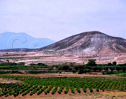Vineyards in the barren landscape near Fuendejalon   Aragon Spain DO Campo de Borja