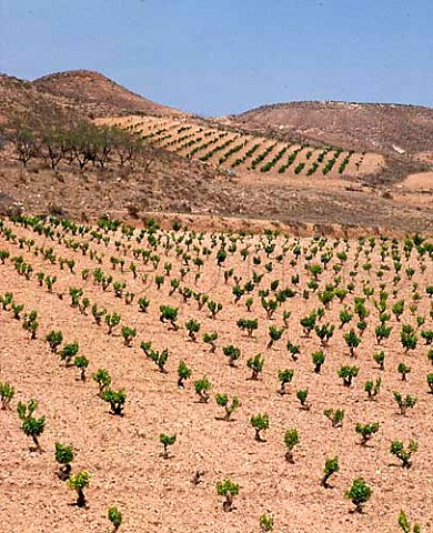 Vineyards in the arid landscape near Fuendejalon   Aragon Spain DO Campo de Borja