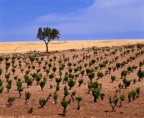 Vineyard near Fuendejalon Aragn Spain     DO Campo de Borja