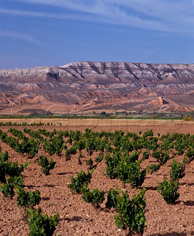Vineyard in the valley of the Rio Huerva near Mezalocha Aragon Spain DO Cariena