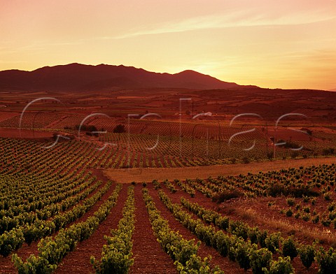 Sunset over vineyards near Aguaron with the Sierra de Algairen in distance Aragon Spain  Carinena