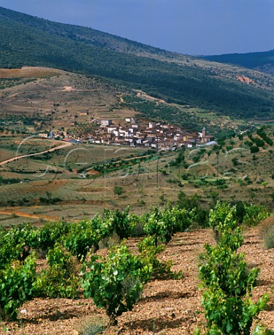 Vineyard in the Sierra de Algairen above the village of Codos Aragon Spain Calatayud