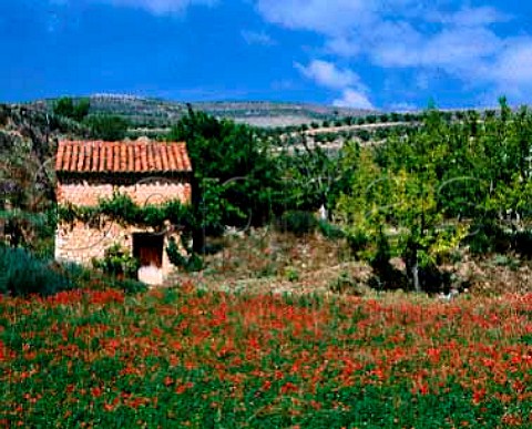 Poppies and stone hut near Miedes Aragon Spain    DO Calatayud