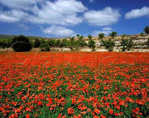Field of poppies near Miedes Aragon Spain  DO   Calatayud