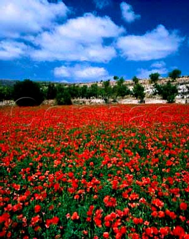 Field of poppies near Miedes Aragon Spain  DO   Calatayud