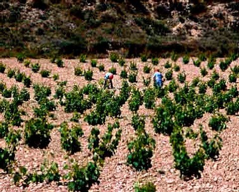 Working in vineyard near village of Belmonte de   Gracian Aragon Spain DO Calatayud