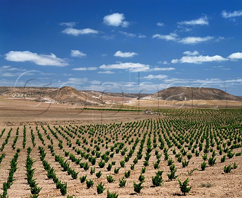 Vineyards in the arid landscape near Fuendejalon Aragon Spain DO Campo de Borja