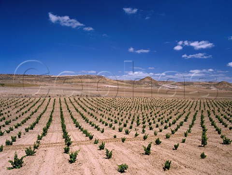 Vineyards in the arid landscape near Fuendejalon  Aragn Spain    DO Campo de Borja