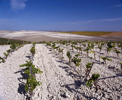 Palomino Fino vines planted in the superb albariza   soil almost pure chalk of Lustaus Montegillilo   vineyard north of Jerez Andaluca Spain   Sherry