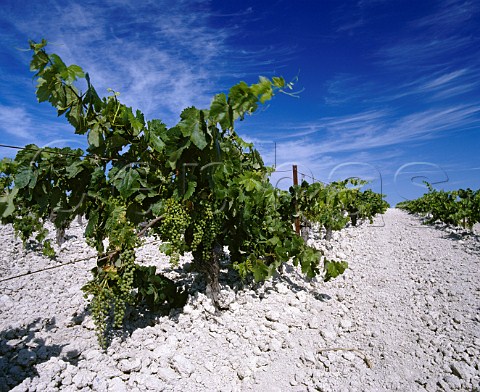 Palomino Fino vines in the albariza soil   almost pure chalk of the Lustau Montegillilo vineyard North of Jerez Andaluca Spain  Sherry