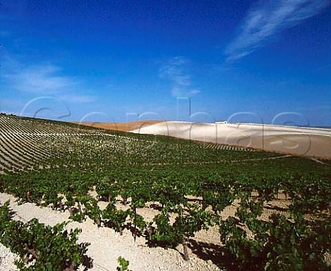 Palomino Fino vines planted in the superb albariza   soil almost pure chalk of Lustaus Montegillilo   vineyard north of Jerez Andaluca Spain  Sherry