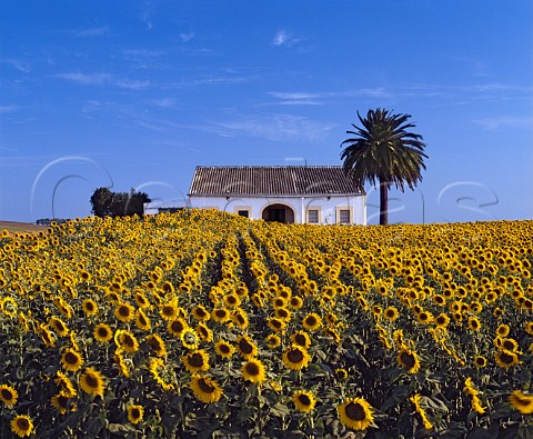 White house and palm tree viewed over sunflowers    Near Jerez Andaluca Spain    Sherry