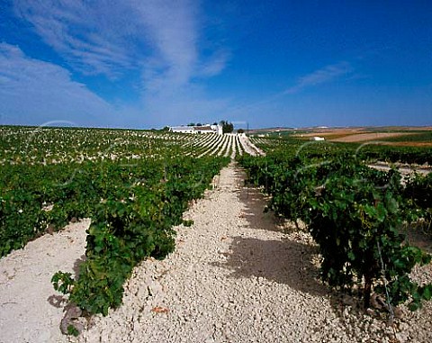 Vineyard on the white soil almost pure chalk known   as albariza Jerez Andaluca Spain  Sherry