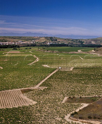 Vineyards of Herederos del Marqus de Riscal in Rioja Alavesa with the town of Cenicero across the River Ebro in Rioja Alta  Spain