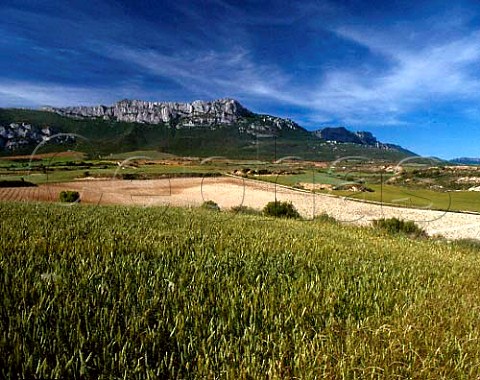 Wheat field on the slopes of the Sierra de Cantabria   near Samaniego Alava Spain  Rioja Alavesa
