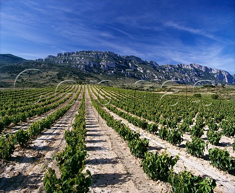 Tempranillo vineyard on the slopes of the Sierra de Cantabria Samaniego Alava Spain Rioja Alavesa