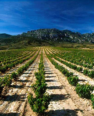Vineyard on the slopes of the Sierra de Cantabria   near Samaniego Alava Spain   Rioja Alavesa