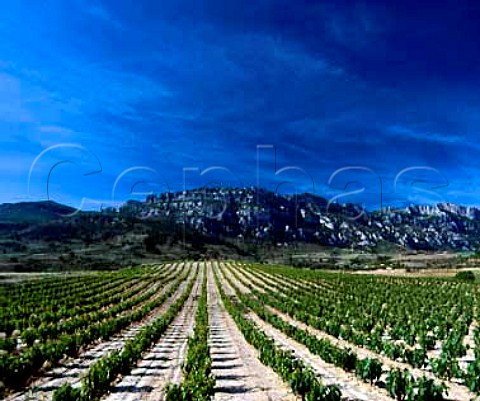 Vineyard on the slopes of the Sierra de Cantabria   near Samaniego Alava Spain   Rioja Alavesa