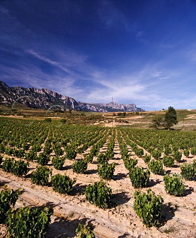 Vineyard on the slopes of the   Sierra de Cantabria near Samaniego   Alava Spain  Rioja Alavesa