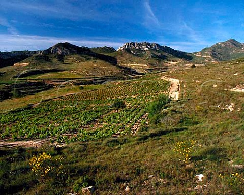 Vineyards near Brinas La Rioja Spain Rioja Alta