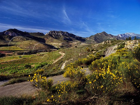 Broom in flower in early summer amidst the vineyards high on the slopes of the Sierra de Cantabria near Brinas La Rioja Spain  Rioja Alta