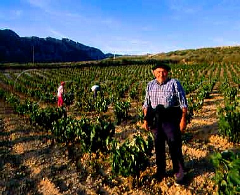 Stripping excess shoots from the vines in early   summer on the slopes of the Sierra de Cantabria Near   Samaniego Alava Spain  Rioja Alavesa