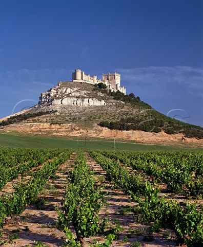 The castle of Peafiel on its hill above the surrounding vineyards  Peafiel Castilla y Len Spain Ribera del Duero