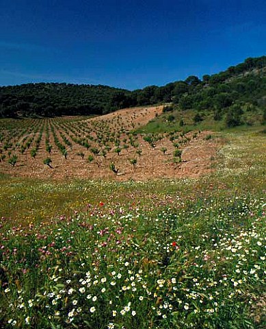 Spring flowers by vineyard of Vega Sicilia   Valbuena de Duero Valladolid province   Castilla y Len Spain  Ribera del Duero