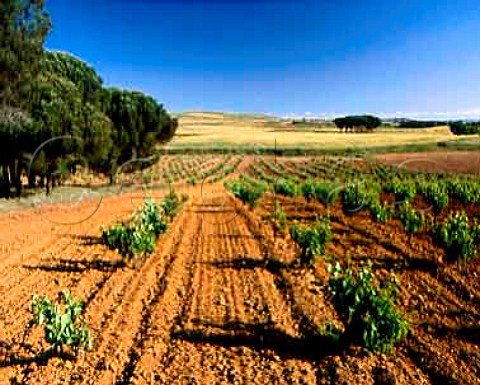 Vineyards near Pedrosa de Duero Burgos Province   Spain DO Ribera del Duero