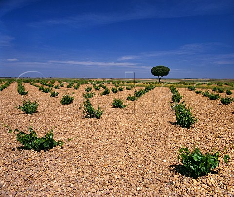 Bush vines in a stony vineyard with a solitary Mediterranean Pine Near Serrada Valladolid Province Spain Rueda