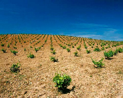 Widely spaced bush vines in vineyard near Serrada   Valladolid Province Castilla y Len Spain   DO Rueda