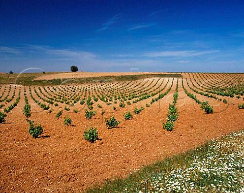 Widely spaced bush vines in vineyard near La Seca   Valladolid Province Castilla y Len Spain    DO Rueda
