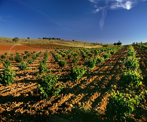 Widely spaced bush vines in vineyard near Morales de Toro Zamora Province Castilla y Len Spain  DO Toro