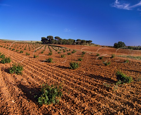 Wide spacing of vines in vineyard near Morales de Toro Zamora Province Spain  DO Toro