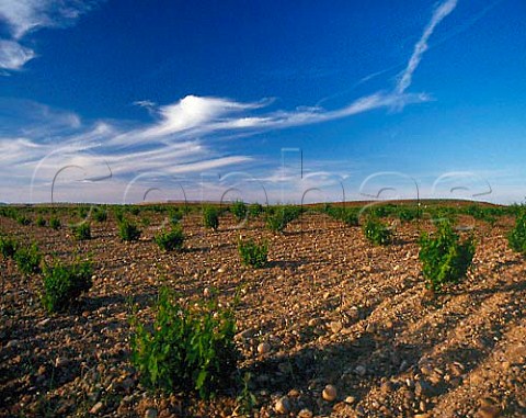 Widely spaced vineyard near Morales de Toro Zamora Province Spain  DO Toro