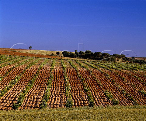 Vineyard near Morales de Toro Zamora Province   Spain  DO Toro