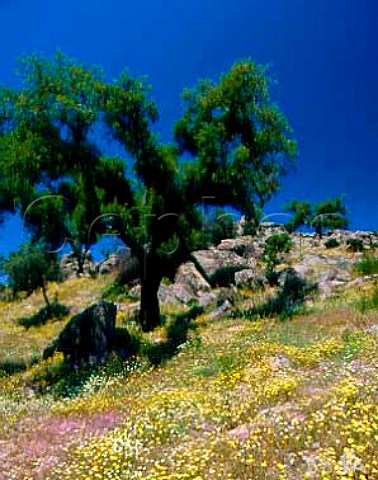 Early summer flowers in grove of Cork Oak trees near   Plasencia Extremadura Spain