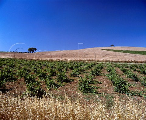 Vineyard north of Badajoz Extremadura Spain