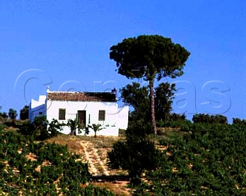 White house and vineyard near Bollullos par del   Condado Andalucia Spain  Condado de Huelva